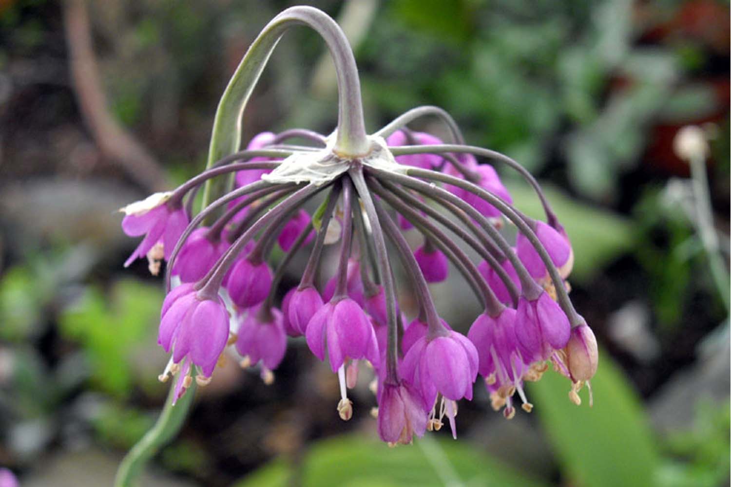 Allium cernuum - Nodding Onion Native Plantings for Long Island SuffolkHydroseeding.com
